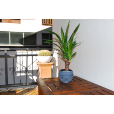 BALI KAKTUS ANTRAZIT