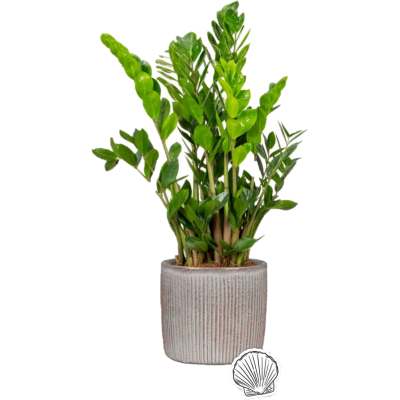 SOLIDO LINEA SEASHELL