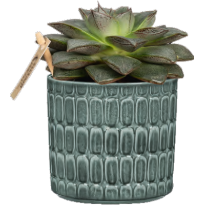 LAGOM ALMA