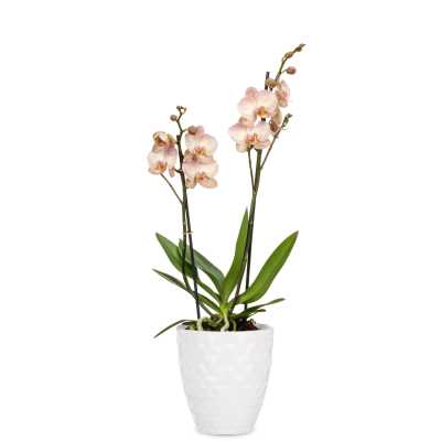 CRYSTAL ORCHIDEA ALASKA