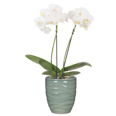 BREEZE ORCHIDEA cm. 15 SAGE GREEN