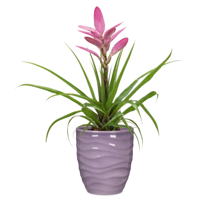 BREEZE ORCHIDEA cm. 15 GLASS LILAC