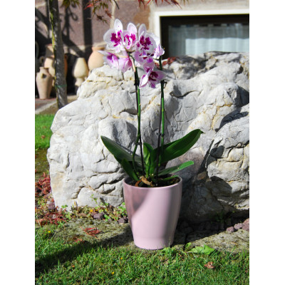 SPRITZ ORCH. cm. 13,5x15 h ROSENHOLZ MATT/ROSA MATT