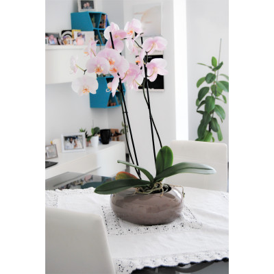 copy of BOLO WIND BIANCO VERNICE