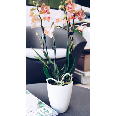 MINI ORCHIDEA cm. 10x12,5 h WEISS GLZ/BIANCO LUCIDO