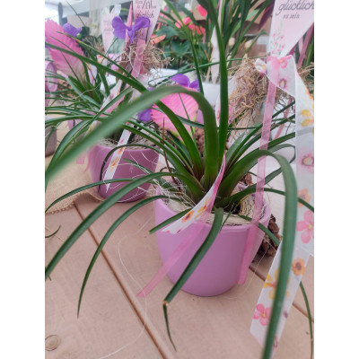 ARTIK LAVENDEL MATT/LAVANDA MATT