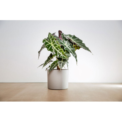 CYLINDER WEISS MATT/BIANCO MATT