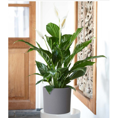 CYLINDER DUNKELGRAU STRUKTUR/GRIGIO SCURO SPRUZZATO