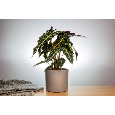 CYLINDER BRAUN STRUKTUR/MARRONE SPRUZZATO