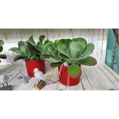 CYLINDER WEINROT MATT/ROSSO VINO MATT