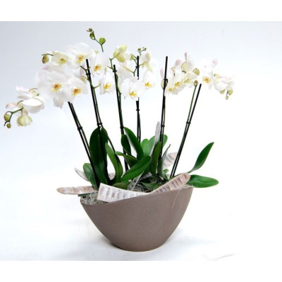 copy of OVALE ATOS WEISS MATT/BIANCO MATT