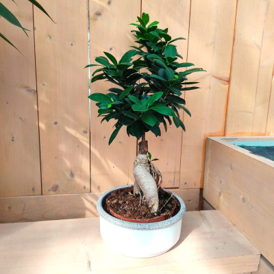 CIOTOLA NIZZA URBAN GLAZUR cm. 14x7 h WHITE