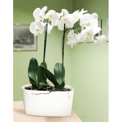 CASSETTA LUXURY WHITE