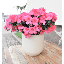 VASO LUXURY SHELL WHITE PEARL