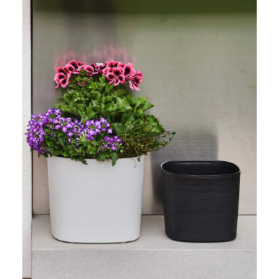 QUADRO CAPRI CON RISERVA BLACK