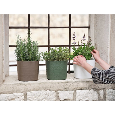 QUADRO CAPRI CON RISERVA FOREST