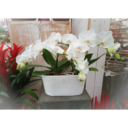 CASSETTA COARSE CREAM