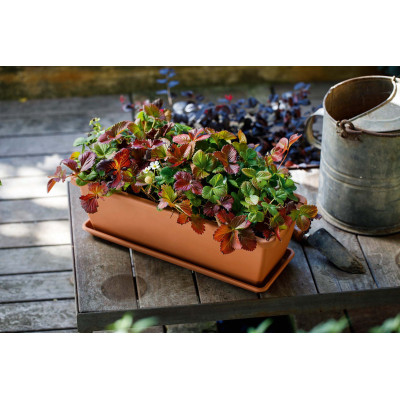 SOTTOCASSETTA GARDENIE TERRACOTTA