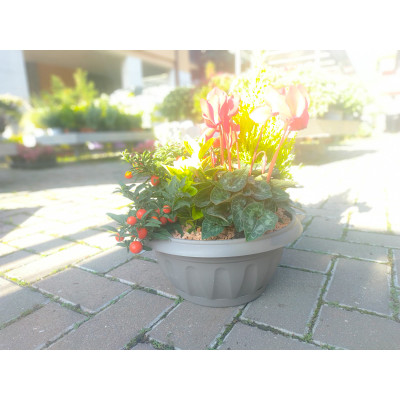 CIOTOLA SUPREMA CON SOTTOVASO TORTORA