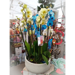 CIOTOLA CAKE cm. 36x15 h TORRONCINO